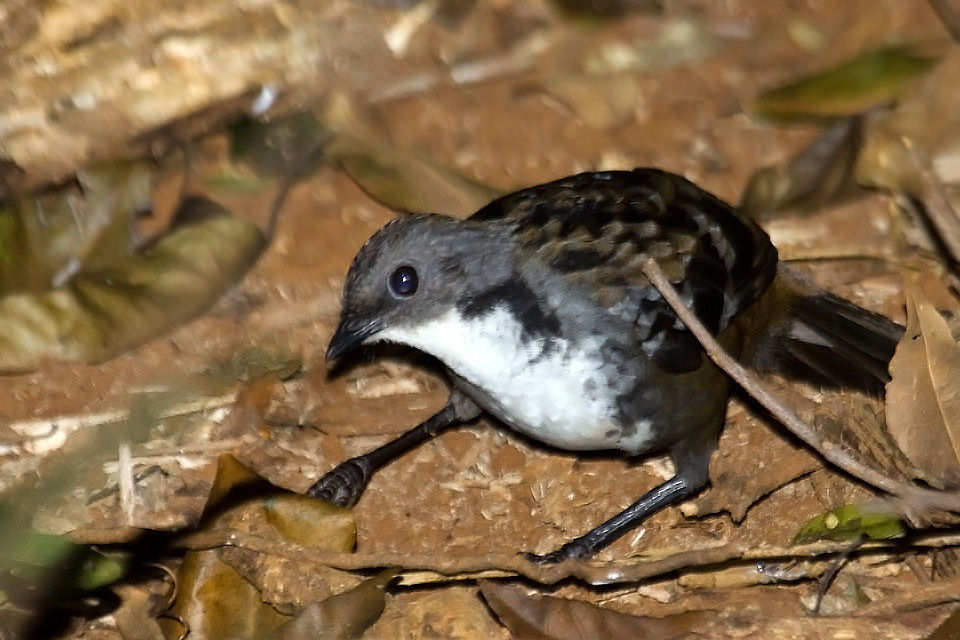 Australian Logrunner (Orthonyx temminckii)